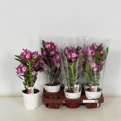 Dendrobium Nobile Cultivars 12Ø 40cm 1st
