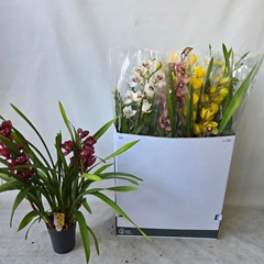 Cymbidium Mixed 14Ø 85cm 2st