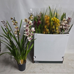 Cymbidium Mixed 14Ø 85cm 3st