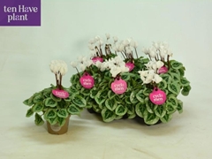 Cyclamen Super Serie Picasso 11Ø 27cm