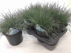 Festuca Glauca 17Ø 20cm