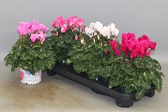 Cyclamen Super Serie Xl 13Ø 30cm