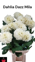 Dahlia Dazz Mila 80cm