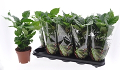 Coffea 12Ø 30cm