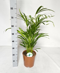 Dypsis Lutescens 21Ø 85cm