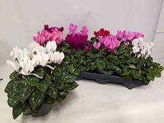 Cyclamen Persicum Macaron 10Ø 24cm