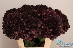 Hydrangea Dark Ruby Classic 60cm 16-18cm Hd