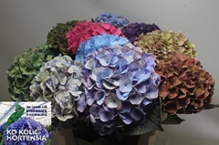 Hydrangea Mix 60cm 18-20cm Hd