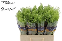 Lepidium Ruderale Green Bell 60cm 10gr.