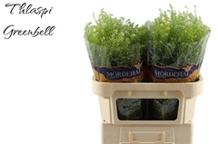 Lepidium Ruderale Green Bell 75cm 20gr.