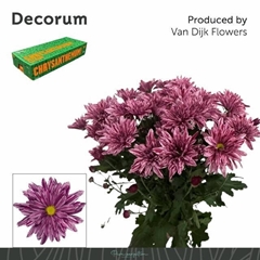 Chrysanth Spray Stellini 70cm 90gr.