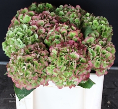 Hydrangea Verena Classic 50cm 17-19cm Hd