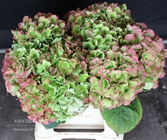 Hydrangea Verena Classic 40cm 17-19cm Hd