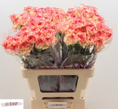 Dianthus Single Lorca 60cm