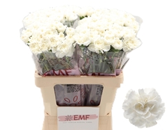 Dianthus Single Everest 60cm