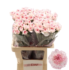 Dianthus Single Pastel Damascus 60cm