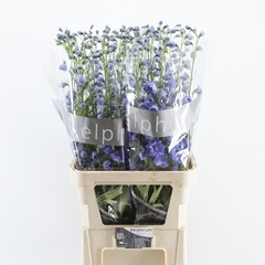 Delphinium Double Delphis Blue Power 100cm