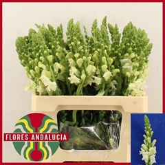 Antirrhinum Potomac Early White 60cm