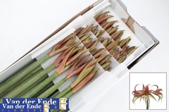 Hippeastrum Spider Tango 65cm