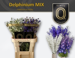 Delphinium Double Mix 90cm