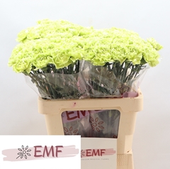 Dianthus Single Marty Dark Green 60cm
