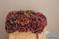 Hydrangea Sweet Ruby Classic 50cm 15-17cm Hd