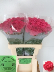 Dianthus Single Kirsi 60cm
