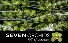 Cymbidium Kermit 80cm