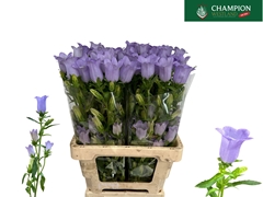 Campanula Champion Lavender 70cm