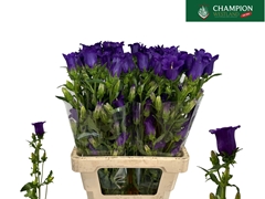 Campanula Champion Blue 70cm