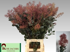 Cotinus Coggygria Magical Torch 80cm