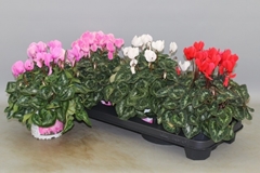 Cyclamen Super Serie Xl 13Ø 30cm