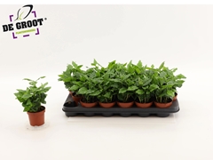 Coffea 9Ø 25cm