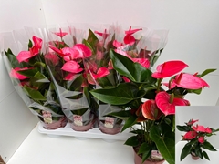 Anthurium Melito 17Ø 55cm