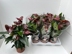 Anthurium Essencia 17Ø 50cm