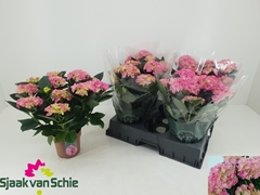 Hydrangea Hi Halo 14Ø 38cm 7bl