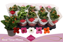 Kalanchoe Single Mix 5 Colours 10Ø 22cm