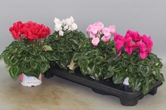 Cyclamen Super Serie Xl 13Ø 30cm