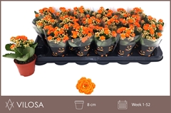 Kalanchoe Double Hawn Orange 8Ø 15cm