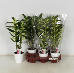 Dendrobium Star Class Apollon 12Ø 50cm 2st