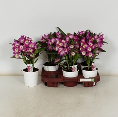 Dendrobium Nobile Cultivars 12Ø 35cm 2st