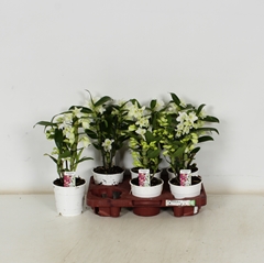 Dendrobium Star Class Apollon 12Ø 35cm 2st