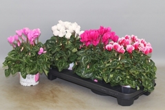 Cyclamen Super Serie Xl 13Ø 30cm