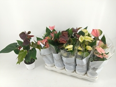 Anthurium Mix 5 Colours 12Ø 40cm