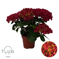 Hydrangea Hi Fire 14Ø 36cm 5bl