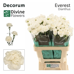 Dianthus Single Everest 60cm