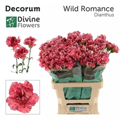 Dianthus Single Wild Romance 60cm
