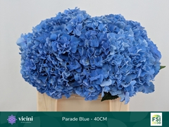 Hydrangea Royal Parade 40cm 14-16cm Hd