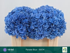 Hydrangea Royal Parade 50cm 16-18cm Hd
