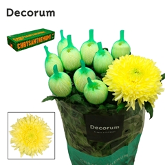 Chrysanth Single Magnum Yellow 70cm 95gr.